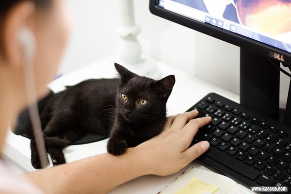 天猫店铺转让风险怎么避免?需要注意什么?