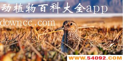 ��ֲ��ٿ�ȫ��app�ĸ��汾��?��ֲ��ٿƴ�ȫapp����-ֲ��ٿ������ٷ�����