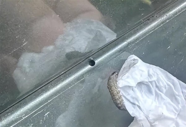 夜蛾幼虫啃咬车体塑料致密集圆孔，栾树下停车风险高