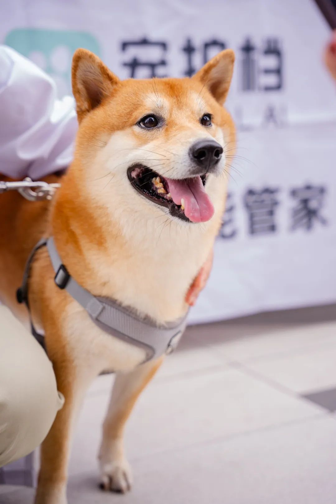 科技有温度,宠拍档公益进社区