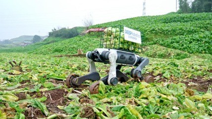 “小身形,大本领” 云深处山猫轮足机器人